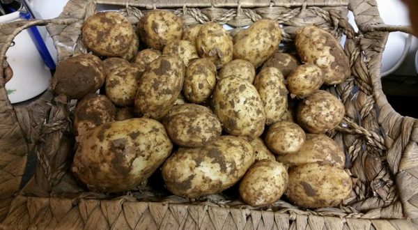Pembrokeshire Salad Potatoes